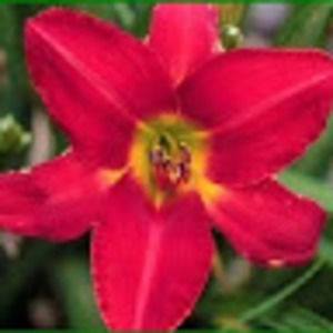 Meet your Posher, Ruth